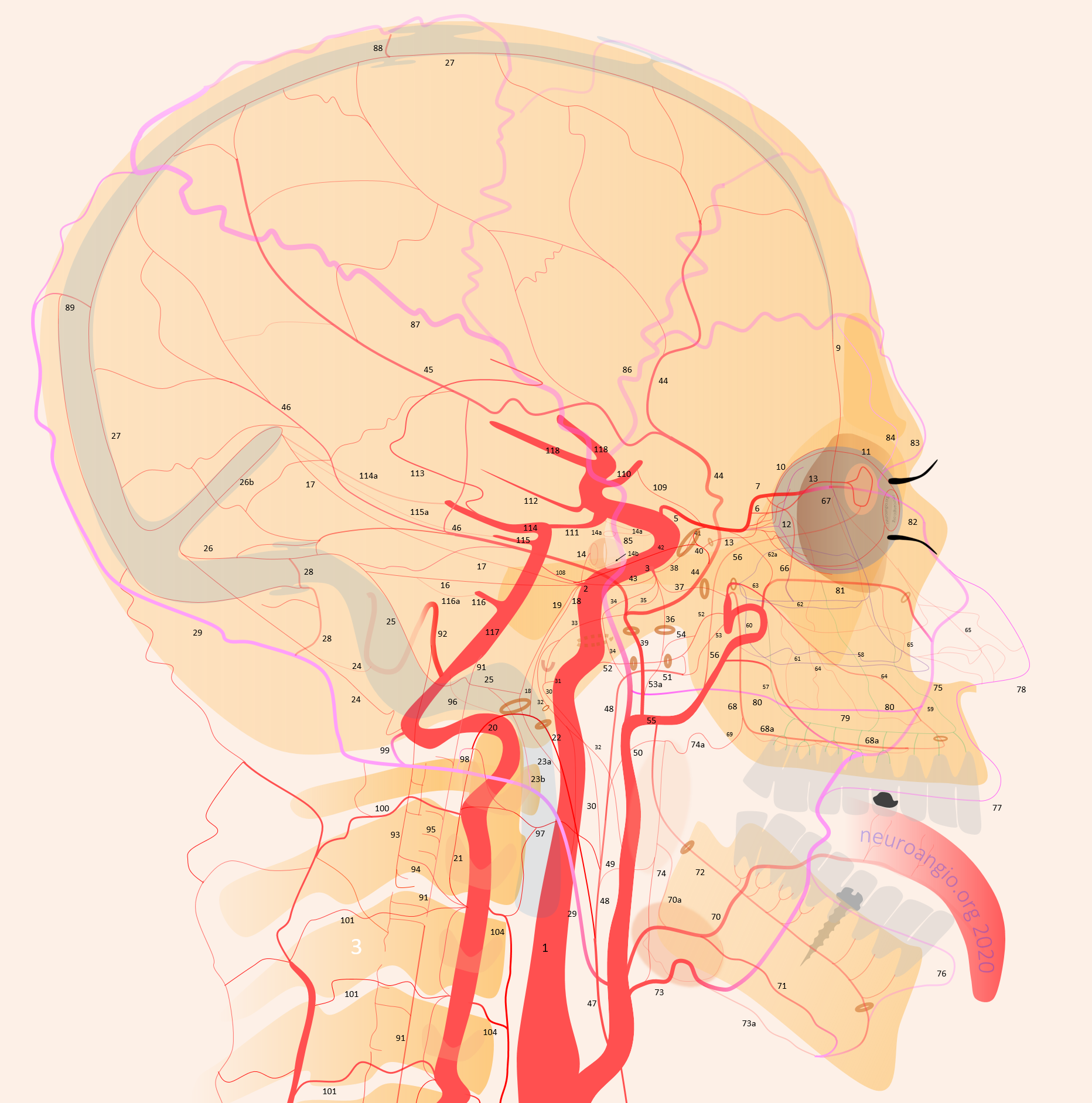greater occipital nerve and artery