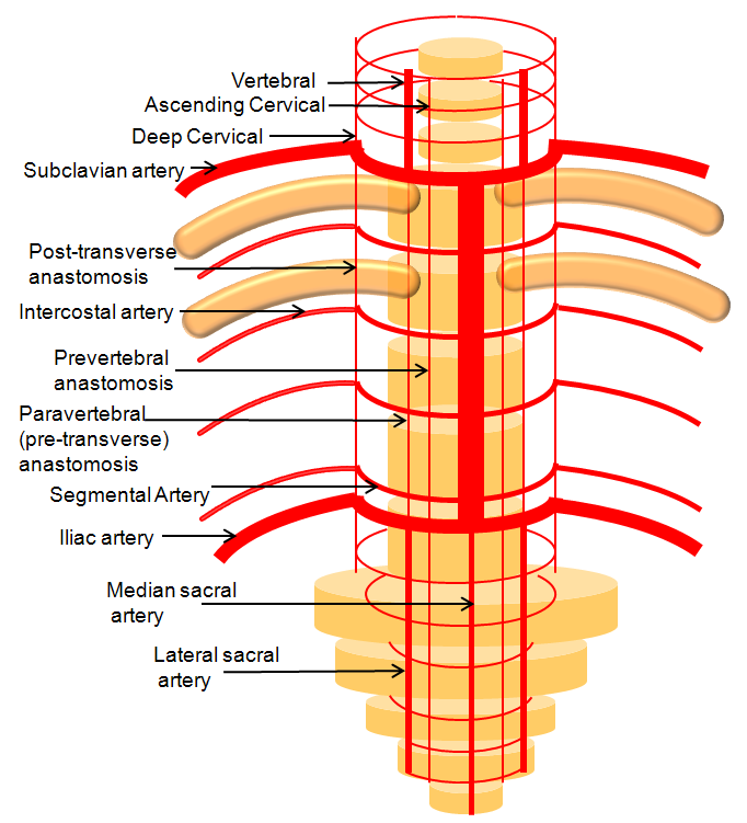 intercostal arteries