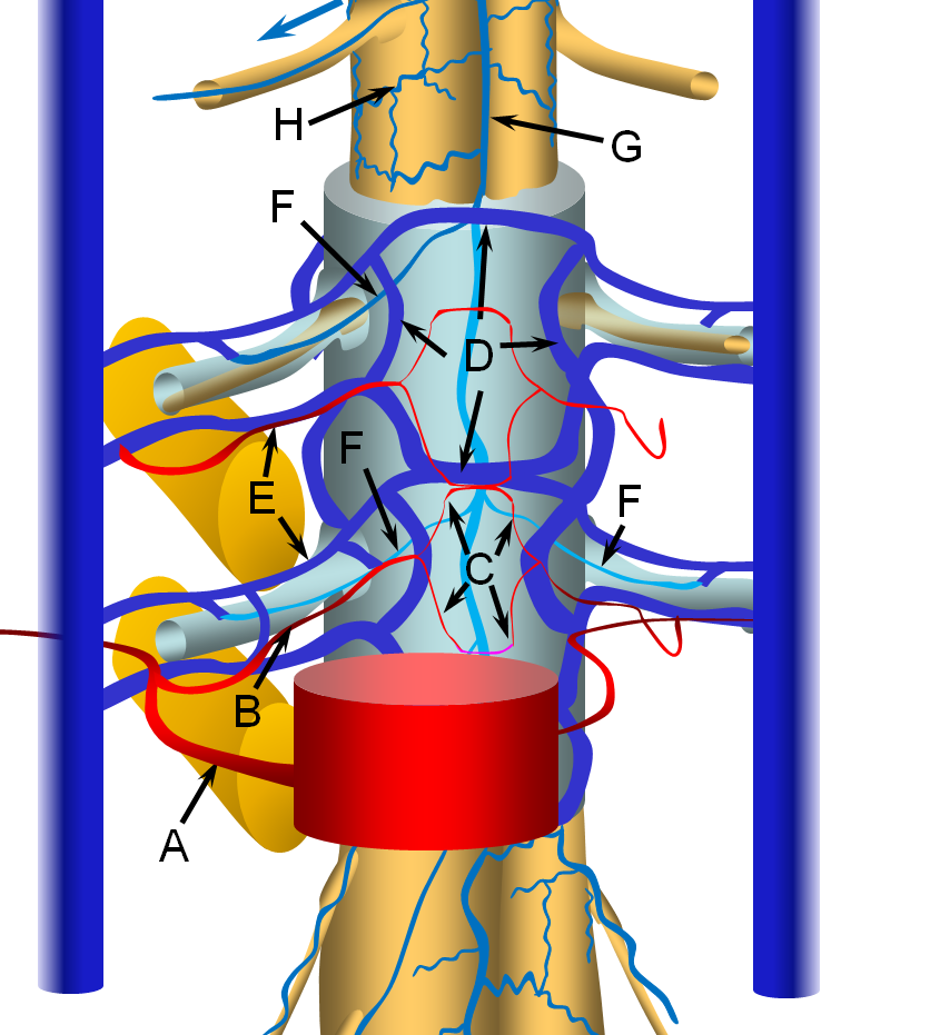 ventral epidural space