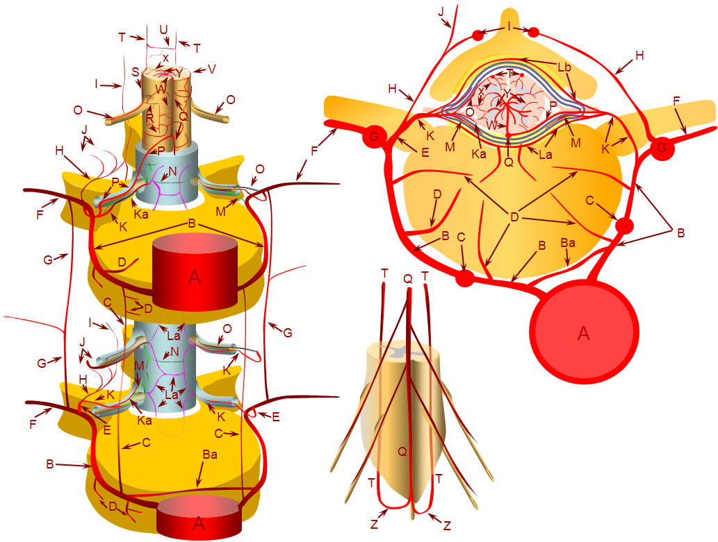 Anatomy of the Thoracic Spine – Anterior – Artery Studios