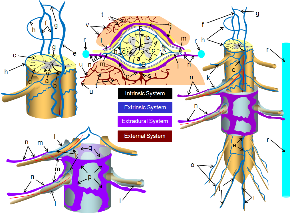 Spinal Venous Anatomy | neuroangio.org