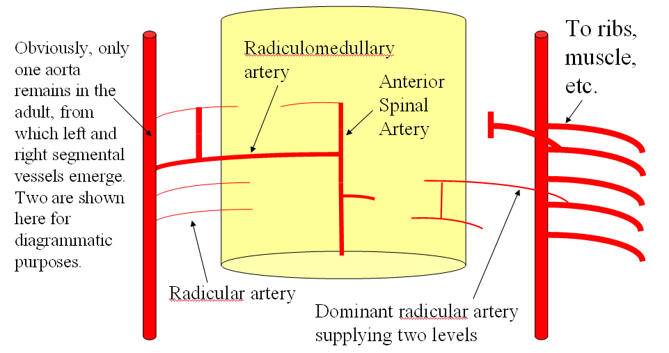 anterior spinal artery